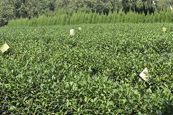 茶叶基地