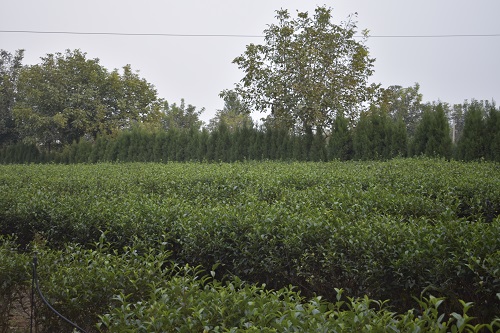 山东茶叶基地