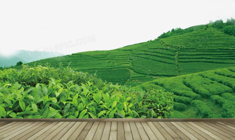 茶叶加工厂