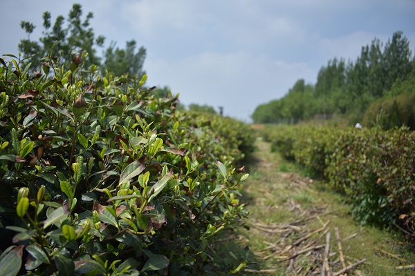 山东茶叶种植园区