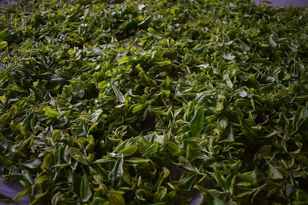 汶上茶叶种植基地