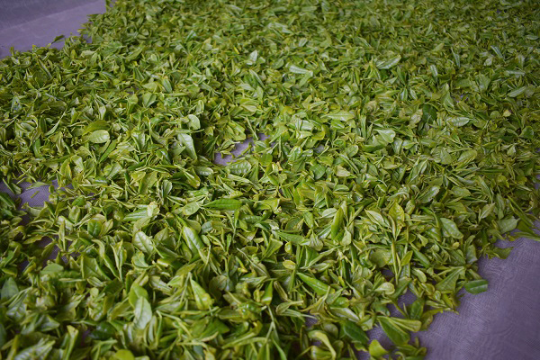 济宁茶叶种植园区