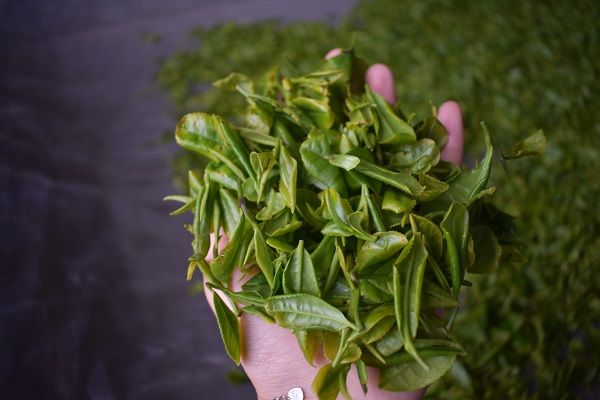 汶上茶叶种植园