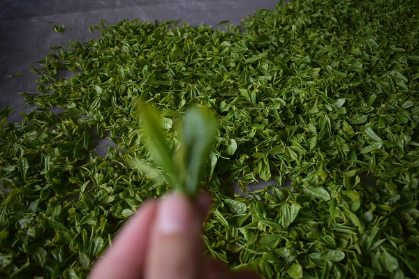 汶上茶叶种植
