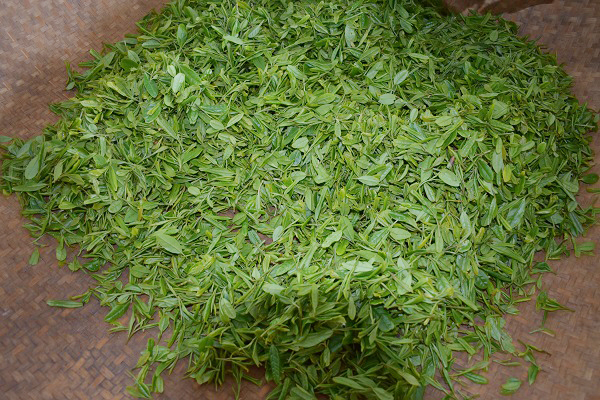 济宁茶叶种植基地