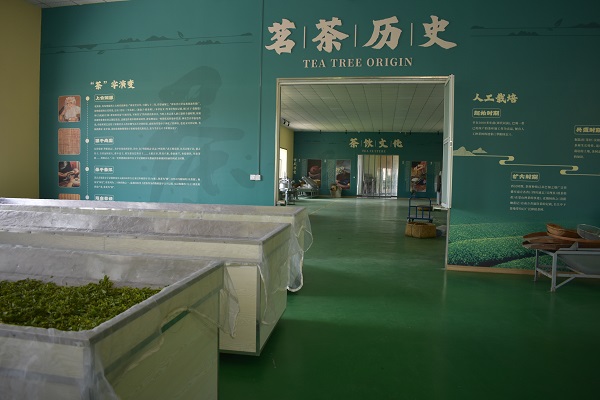 汶上茶叶种植
