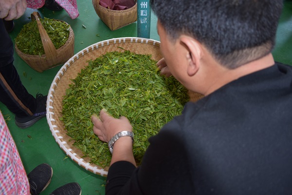 济宁茶叶种植基地