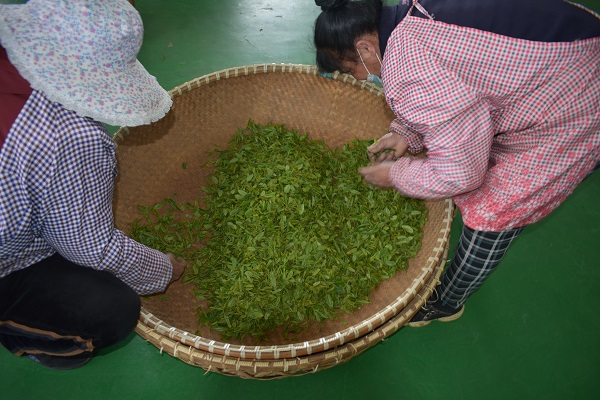 汶上茶叶种植园区