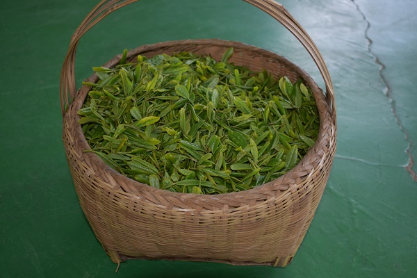 茶叶种植基地